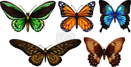 Illustration for Illustration of the Mixed butterflies - Royalty Free Image