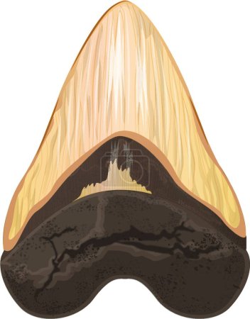 Illustration for Illustration of the Megalodon tooth - Royalty Free Image