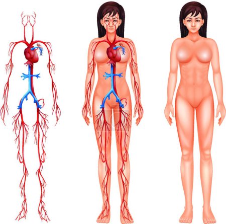 Illustration for Human circulatory system illustration - Royalty Free Image