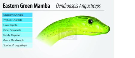 Illustration for Illustration of the eastern Green Mamba - Royalty Free Image