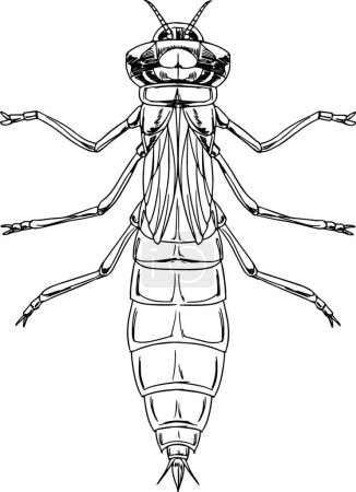Illustration for Illustration of the dragonfly nymph - Royalty Free Image