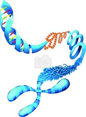 Illustration for Illustration of the Deoxyribonucleic acid - Royalty Free Image