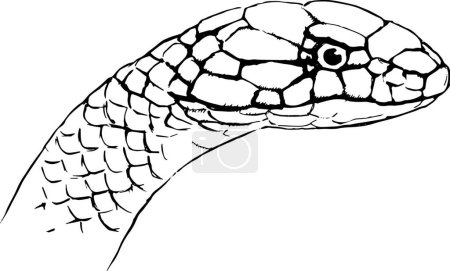 Illustration for Illustration of the Ophiophagus hannah - Royalty Free Image