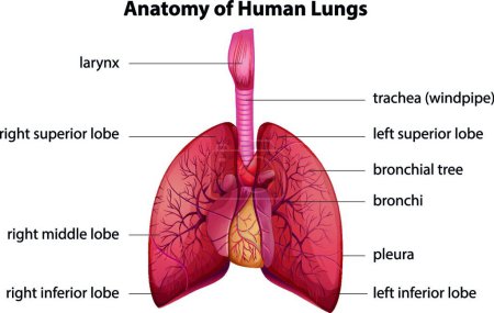 Ilustración de Ilustración del sistema respiratorio humano - Imagen libre de derechos