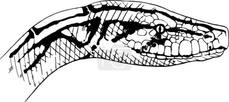 Illustration for Illustration of the Indian python - Royalty Free Image