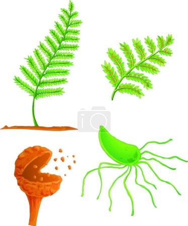 Illustration for Illustration of the fern life cycle - Royalty Free Image