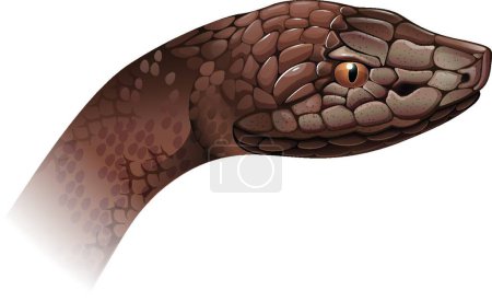 Illustration for Illustration of the Agkistrodon contortrix - Royalty Free Image