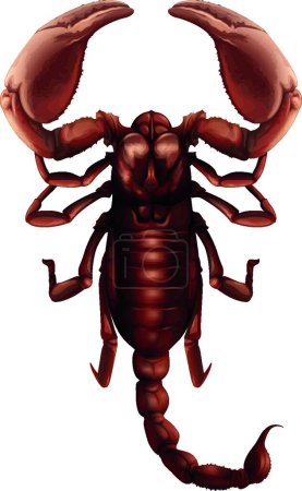 Illustration for Illustration of the Scorpion - Buthus genus - Royalty Free Image