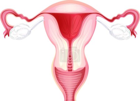 Illustration for Illustration of the Uterus - Royalty Free Image