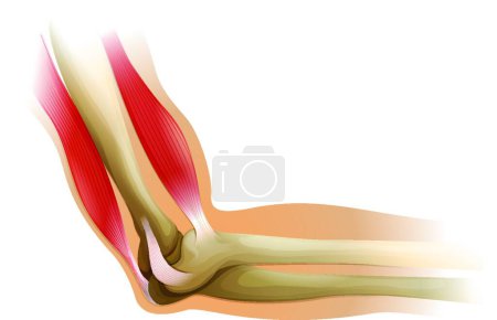 Illustration for Illustration of the Human elbow - Royalty Free Image