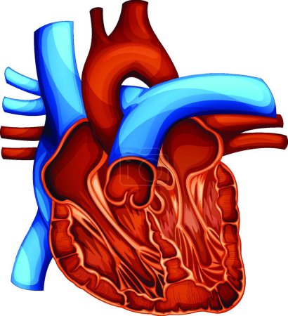 Illustration for Illustration of the human heart - Royalty Free Image