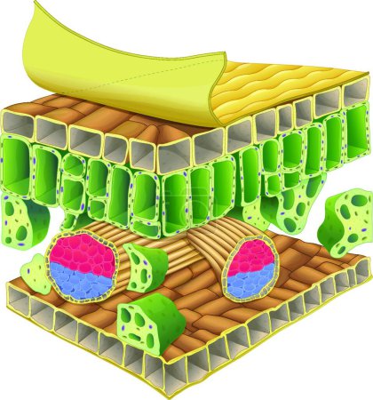Illustration for Illustration of the plant vascular tissue - Royalty Free Image