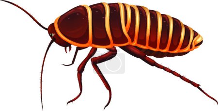 Illustration for Illustration of the Giant cockroach - Anamesia - Royalty Free Image
