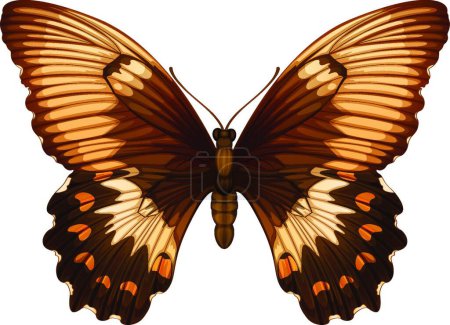 Illustration for Illustration of the Papilio aegeus - Royalty Free Image