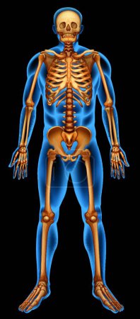 Illustration for Human skeletal system illustration - Royalty Free Image