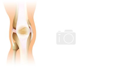 Illustration for Illustration of the Human knee - Royalty Free Image