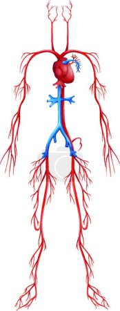 Ilustración de Ilustración del sistema circulatorio humano - Imagen libre de derechos