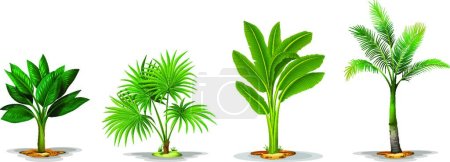 Illustration for Illustration of the Different trees - Royalty Free Image