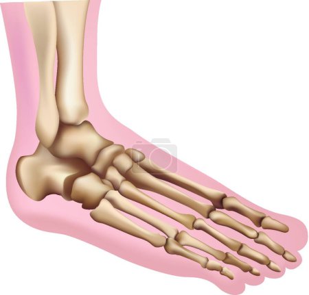 Illustration for Illustration of the Foot - Royalty Free Image