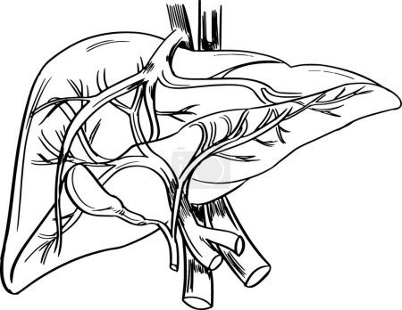 Illustration for Illustration of the Human liver - Royalty Free Image