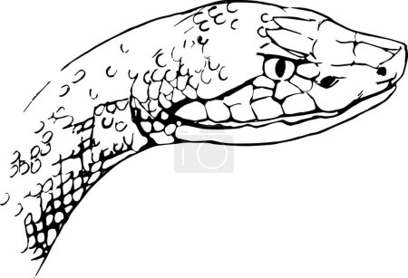 Illustration for Illustration of the Copperhead snake - Royalty Free Image