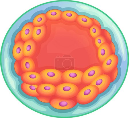Illustration for Illustration of the blastocyst - Royalty Free Image