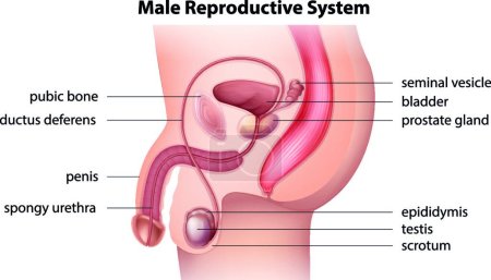 Téléchargez les illustrations : Illustration du système reproducteur masculin - en licence libre de droit