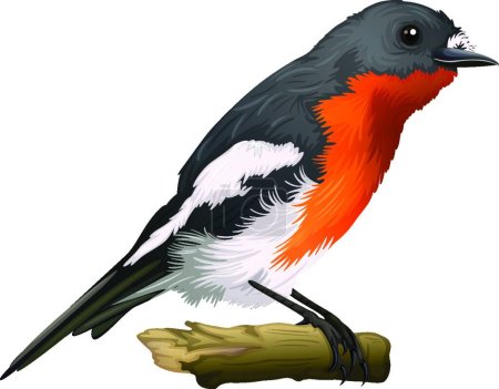 Ilustración de Ilustración de la Petroica phoenicea - Imagen libre de derechos