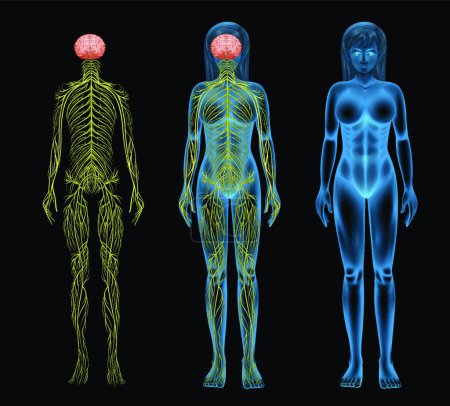 Ilustración de Ilustración del sistema nervioso femenino - Imagen libre de derechos