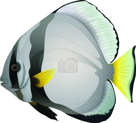 Illustration for Illustration of the Orbicular batfish - Royalty Free Image