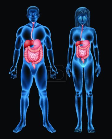Ilustración de Ilustración del sistema digestivo - Imagen libre de derechos