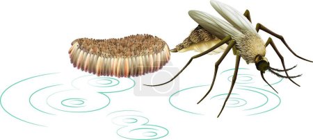 Illustration for Illustration of the mosquito laying eggs - Royalty Free Image