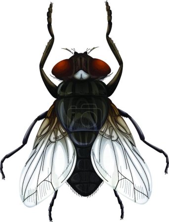 Illustration for Illustration of the Musca domestica - Royalty Free Image