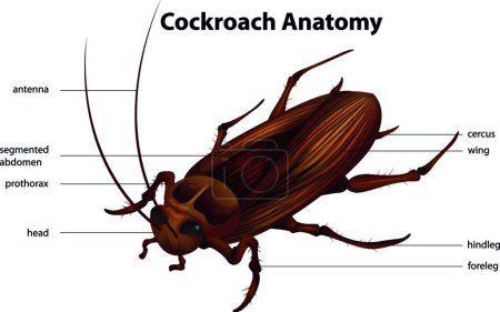 Illustration for Illustration of the Cockroach Anatomy - Royalty Free Image