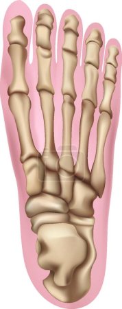 Ilustración de Ilustración del pie humano - Imagen libre de derechos