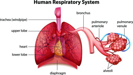 Illustration for Human respiratory system illustration - Royalty Free Image