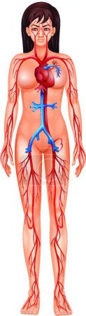 Ilustración de Ilustración del sistema circulatorio humano - Imagen libre de derechos