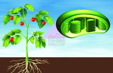 Illustration for Illustration of the Plant cell anatomy - Royalty Free Image