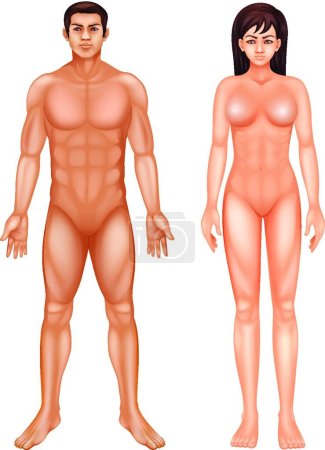 Ilustración de Ilustración del cuerpo humano - Imagen libre de derechos