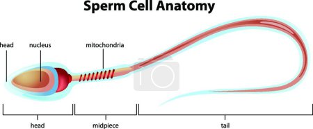 Ilustración de Ilustración de la estructura de células espermáticas - Imagen libre de derechos