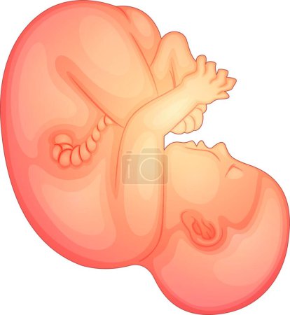 Téléchargez les illustrations : Illustration du fœtus humain - en licence libre de droit
