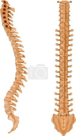 Illustration for Illustration of the Spine - Royalty Free Image
