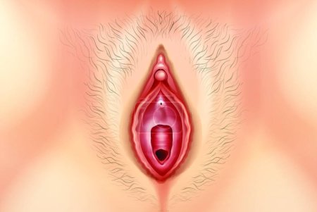 Illustration for Illustration of the Human Vagina - Royalty Free Image