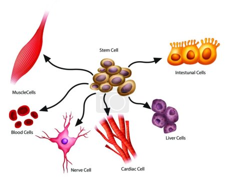 Ilustración de Ilustración de las células madre - Imagen libre de derechos