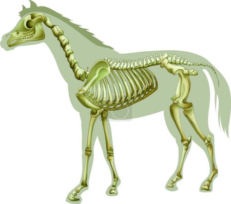 Téléchargez les illustrations : Illustration du squelette du cheval - en licence libre de droit