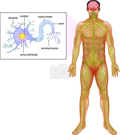 Ilustración de Ilustración de la neurona humana - Imagen libre de derechos