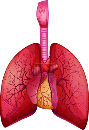Ilustración de Ilustración de pulmones humanos - Imagen libre de derechos