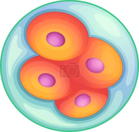 Illustration for Illustration of the embryo development - Royalty Free Image