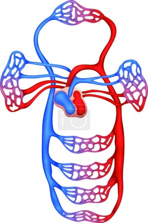 Illustration for Human circulatory system illustration - Royalty Free Image