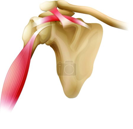 Illustration for Illustration of the Shoulder bones muscles - Royalty Free Image